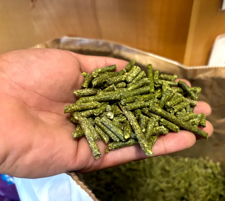 Equimega Complete horse feed pellets in hand
