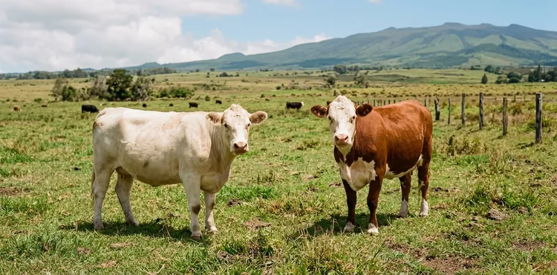Two cows standing in a green pasture