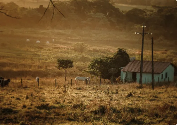 Farmhouse and grazing horses in a golden pasture