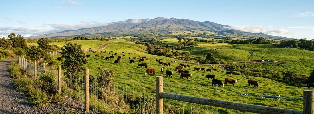 Big Island Cattle Ranching: 5 Tips for Success
