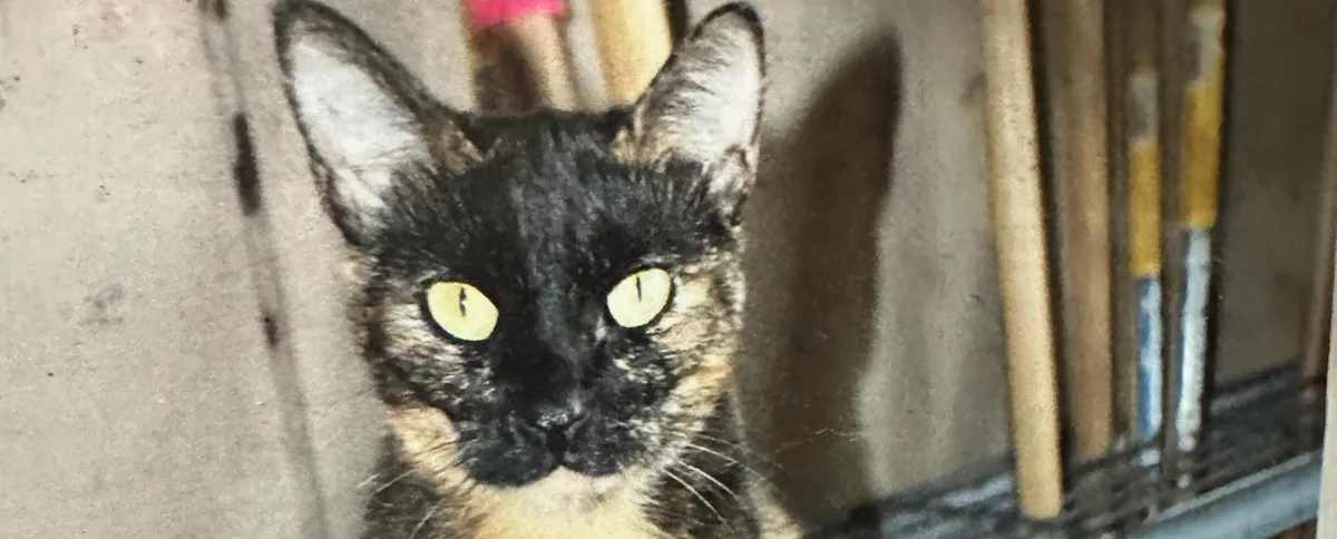 Our beloved Haggy crossed the Rainbow Bridge yesterday