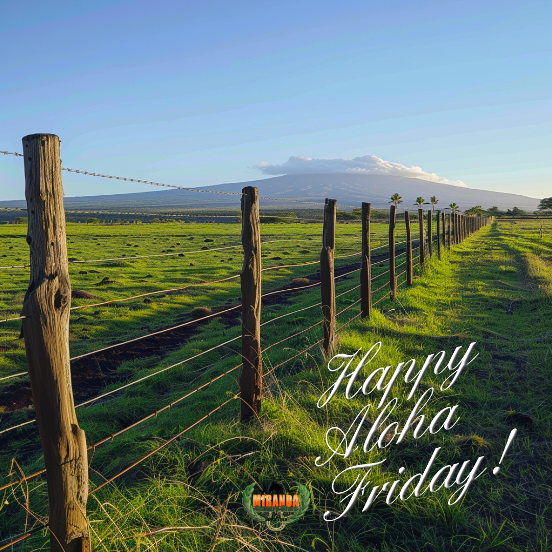 A golden-hour view of a lush green Big Island ranch pasture, framed by a rustic wooden fence with round posts and barbed wire running along a dirt path. In the distance, the majestic snow-capped peak of Mauna Kea rises under a clear blue sky with soft clouds, palm trees dotting the landscape, and the Miranda Country Store logo overlaid with "Happy Aloha Friday!" text in elegant script. This matches the photo's key elements: the wooden fence posts (not high-tensile or brand-new metal as in prior prompts), the open pasture, Mauna Kea (dormant volcano, often snow-capped even if not heavily in this shot), golden sunlight, distant volcanic slopes, coconut palms, and the overlaid happy Aloha Friday greeting with the store branding.
