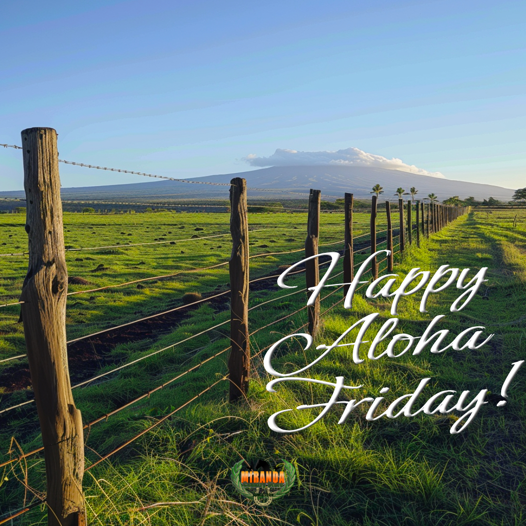 Golden-hour sunlight warms a vast Big Island ranch pasture, bordered by a classic wooden post-and-wire fence stretching into the distance. Mauna Kea looms majestically on the horizon with soft clouds, palm trees scattered across the green landscape, and overlaid text reading "Happy Aloha Friday!" alongside the Miranda Country Store logo.