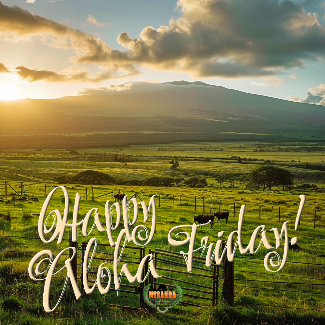 A wide landscape view of a Big Island ranch during the golden hour. The broad, gentle slope of a shield volcano rises into a clear sky in the distance. In the foreground, a sturdy metal ranch gate and wire fencing enclose a lush green pasture where cattle are grazing in the warm sunlight.