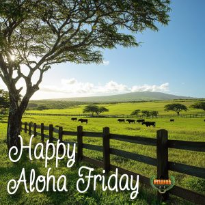 A bright and sunny rural Hawaii landscape featuring lush green pastures, a sturdy wooden fence in the foreground, and grazing cattle. In the background, Mauna Kea rises under a clear blue sky. Tall palm trees sway gently, adding to the relaxed, tropical feel of an Aloha Friday morning. The image captures the warmth and beauty of the Big Island's ranching lifestyle.