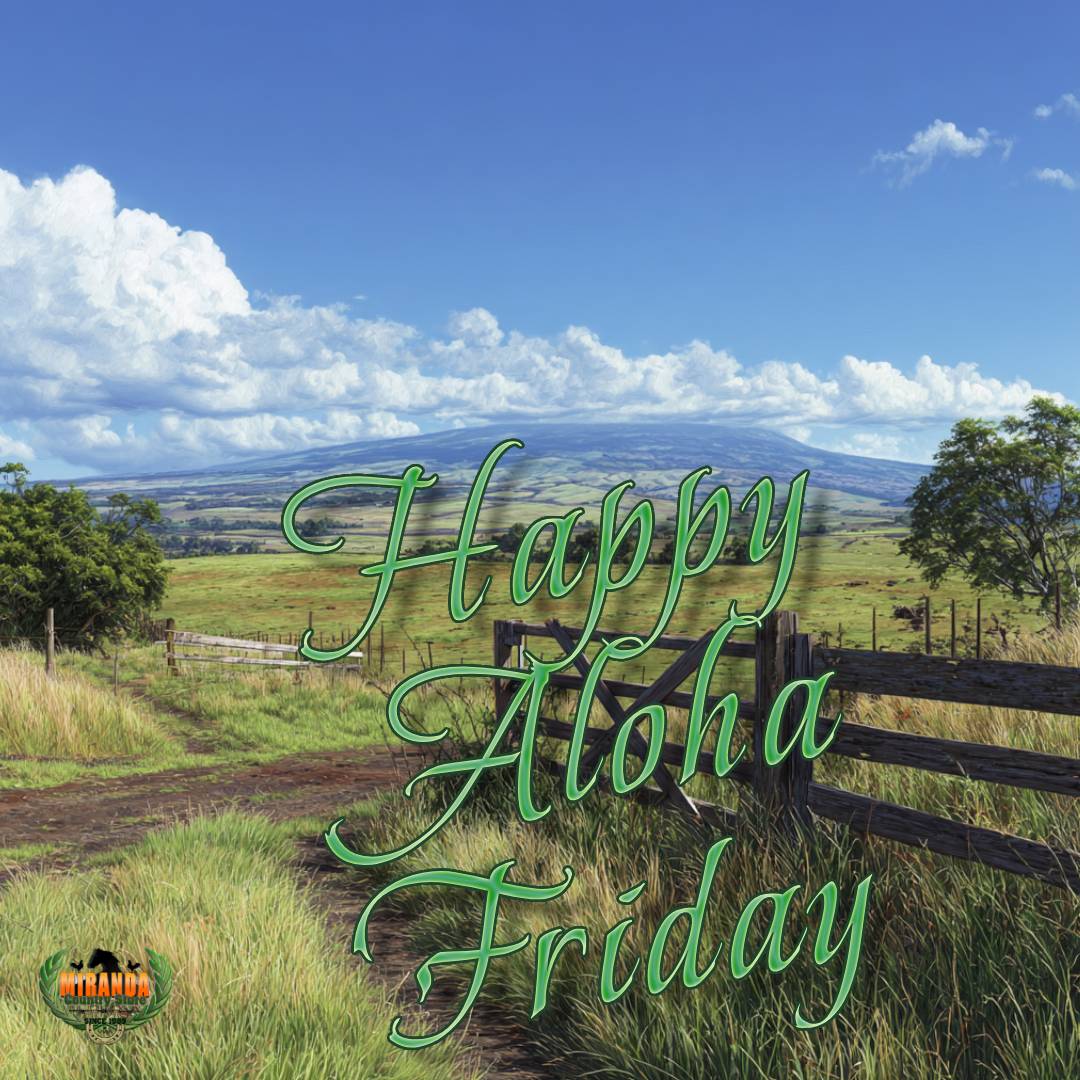 A Hawaiian paniolo in a cowboy hat leans on a wooden fence in a lush green pasture. Red and yellow tropical flowers bloom in the foreground, while several brown cattle graze in the background. Behind them, the towering Mauna Loa rises under a clear blue sky. The scene captures a peaceful rural Hawaii landscape on a sunny Aloha Friday.