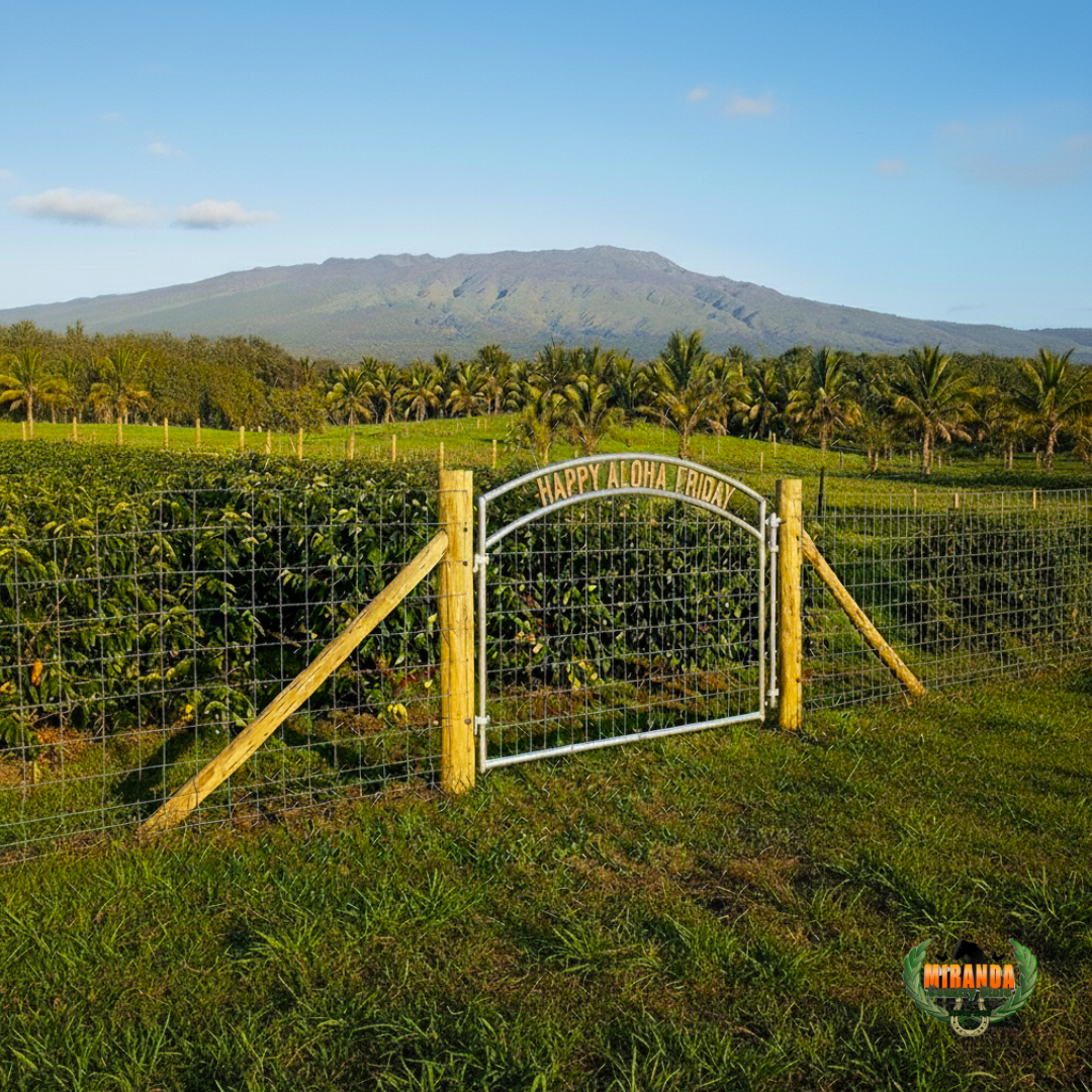 Photorealistic rural Big Island Hawaiʻi landscape on a sunny afternoon, showcasing Mauna Loa’s active volcano in the background with rugged slopes under a clear blue sky. The foreground features a small, well-tended macadamia nut farm with rows of lush green trees and ripe nuts, a high-quality high-tensile galvanized steel wire mesh fence with fixed-knot mesh and sturdy pressure-treated cedar posts featuring a smooth polished finish, and a custom-crafted galvanized welded metal gate with intricate functional ranch-style pickets and reinforcements. Lush green pasture and swaying coconut palms bask in warm golden hour sunlight, casting soft shadows for an authentic Aloha Friday vibe.