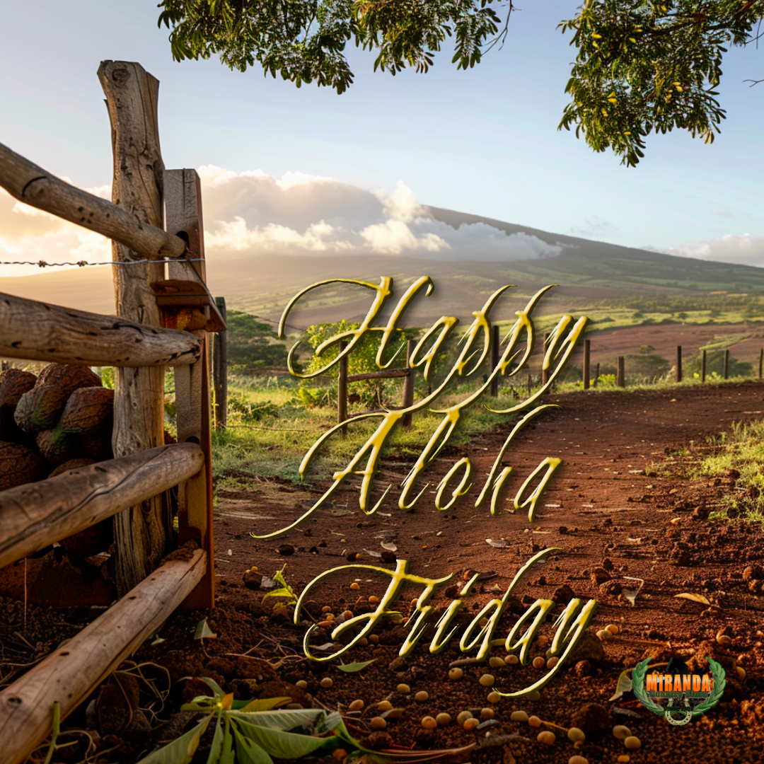Golden-hour view of Mauna Loa overlooking a macadamia nut orchard in rural Keaʻau, Hawaiʻi, with a sturdy farm gate and fence in the foreground—perfect backdrop for Miranda Country Store's fresh supplies.