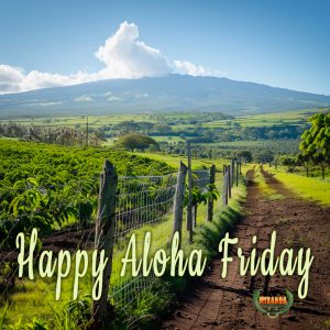 Rural Big Island Hawaiʻi landscape on a sunny afternoon, showcasing Mauna Loa’s active shield volcano in the background with gentle slopes under a clear blue sky. The foreground features a small, well-tended coffee farm with rows of vibrant green coffee plants and ripe red cherries, a high-quality wire mesh fence with polished cedar posts, and a custom-crafted metal gate with intricate, functional design. Lush green pasture and swaying coconut palms bask in warm golden hour sunlight, casting soft shadows for an authentic Aloha Friday vibe.