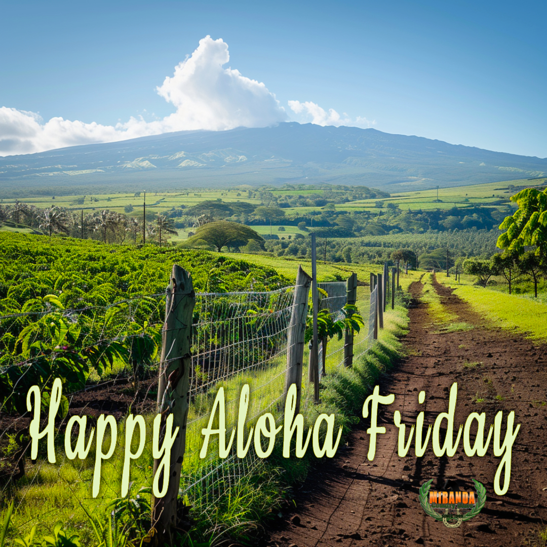 Rural Big Island Hawaiʻi landscape on a sunny afternoon, showcasing Mauna Loa’s active shield volcano in the background with gentle slopes under a clear blue sky. The foreground features a small, well-tended coffee farm with rows of vibrant green coffee plants and ripe red cherries, a high-quality wire mesh fence with polished cedar posts, and a custom-crafted metal gate with intricate, functional design. Lush green pasture and swaying coconut palms bask in warm golden hour sunlight, casting soft shadows for an authentic Aloha Friday vibe.