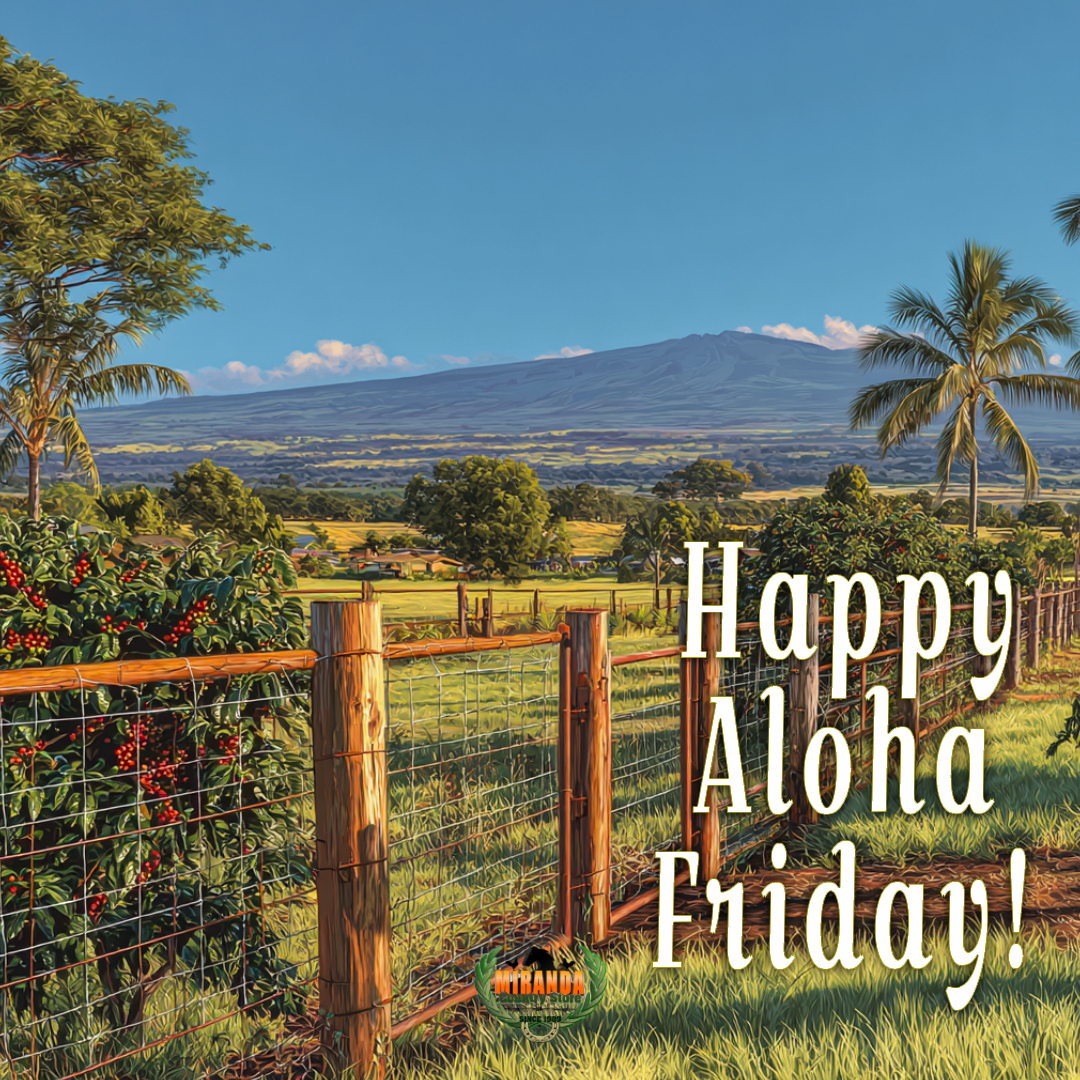 Photorealistic rural Big Island Hawaiʻi landscape on a sunny afternoon, showcasing Hualalai’s dormant shield volcano in the background with gentle slopes under a clear blue sky. The foreground features a small, well-tended coffee farm with rows of vibrant green coffee plants and ripe red cherries, a high-quality wire mesh fence with polished cedar posts, and a custom-crafted metal gate with intricate, functional design. Lush green pasture and swaying coconut palms bask in warm golden hour sunlight, casting soft shadows for an authentic Aloha Friday vibe.