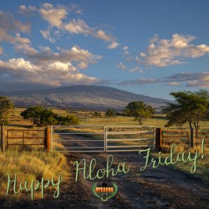 Photorealistic Big Island ranch scene in golden hour light. In the distance, the unmistakable broad dome of Mauna Kea with white observatories clearly visible on the summit. Foreground features a brand-new heavy-duty custom ranch gate built from thick galvanized square tubing with clean, strong Hawaiian plumeria cutouts, hung on massive treated wooden posts and connected to tight new hog-wire fencing, lush green pasture and healthy coffee plants beyond, coconut palms framing the view – built tough for real island ranch life.