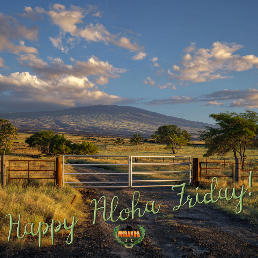 Photorealistic Big Island ranch scene in golden hour light. In the distance, the unmistakable broad dome of Mauna Kea with white observatories clearly visible on the summit. Foreground features a brand-new heavy-duty custom ranch gate built from thick galvanized square tubing with clean, strong Hawaiian plumeria cutouts, hung on massive treated wooden posts and connected to tight new hog-wire fencing, lush green pasture and healthy coffee plants beyond, coconut palms framing the view – built tough for real island ranch life.
