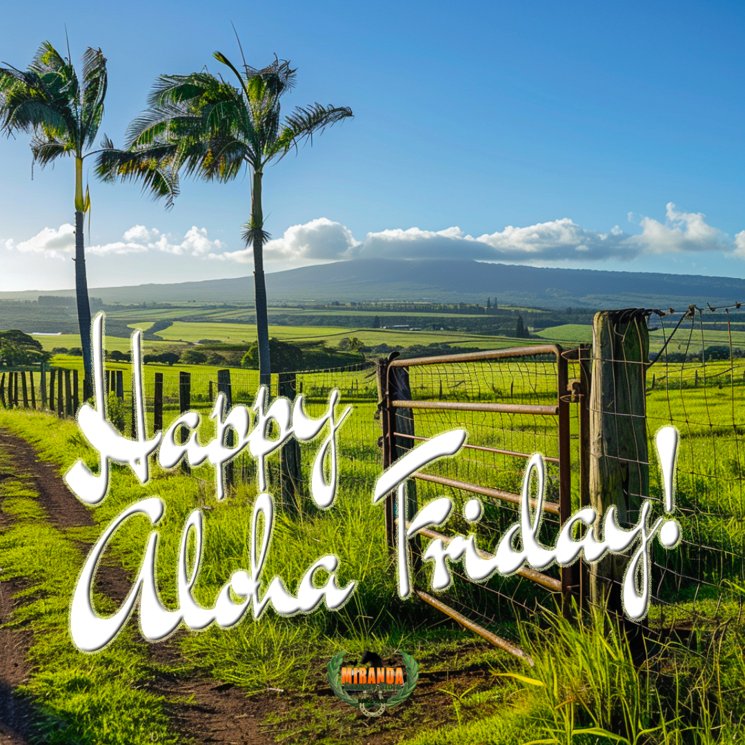 Golden-hour light bathes a pristine Big Island macadamia orchard. Rows of healthy green trees stretch toward distant Mauna Kea, protected by a brand-new high-tensile fence and a gleaming custom metal gate standing open. A few coconut palms sway gently in the warm breeze.